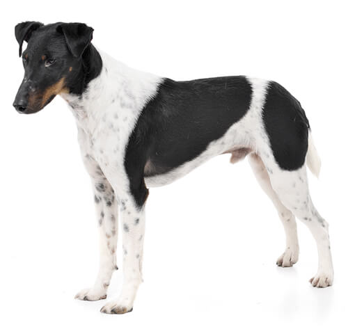 Short coat on sale terrier